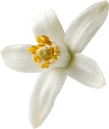 Univers Florale